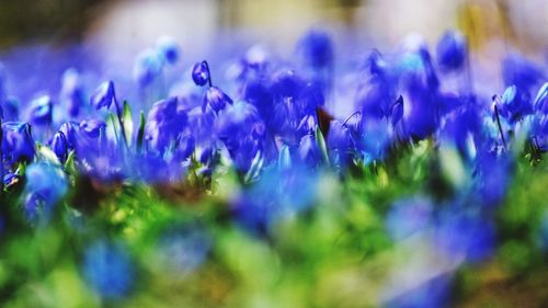 Blue flowers in the park in gdynia