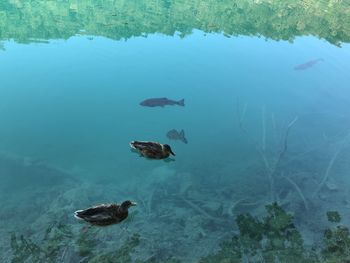 Ducks and fish in a clear lake in plitvice national park croatia 