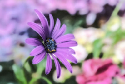 Close-up of purple flower