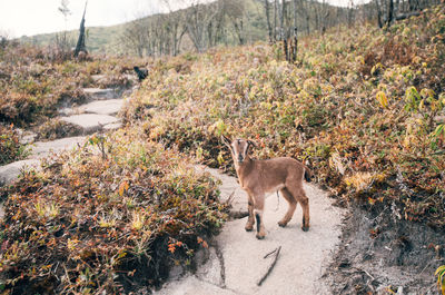 Side view of giraffe on field in forest