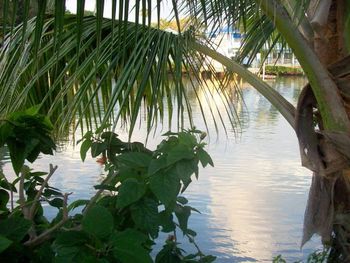 Palm trees and leaves in sea