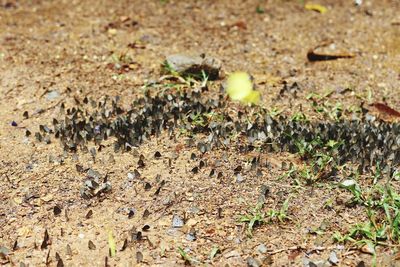 Close-up of ant on field