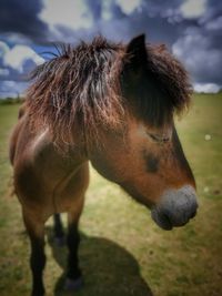 Close-up of horse grazing on field