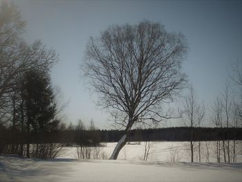 Bare trees on frozen lake against clear sky