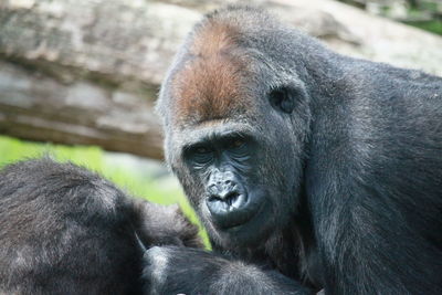 Close-up of gorilla in zoo