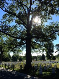 Sun shining through trees in park