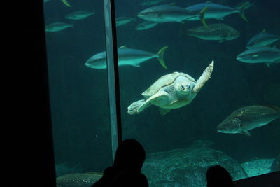 Man swimming in fish tank at aquarium