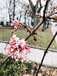 Close-up of pink cherry blossoms in spring