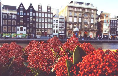 Red flowering plants by buildings in city