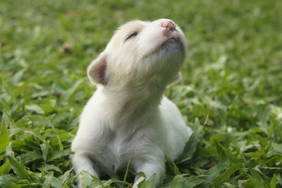 Close-up of cute white puppy with eyes closed sitting on plant