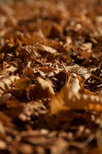 Close-up of dry leaves