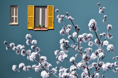 Low angle view of cherry blossom against sky