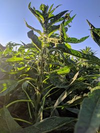 Low angle view of plant against sky