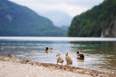 Ducks on lake shore