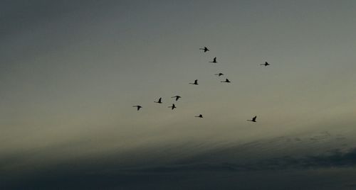 Low angle view of birds flying against sky