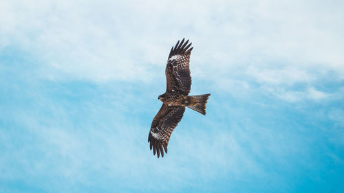 Low angle view of eagle flying against sky
