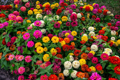 High angle view of multi colored flowering plants