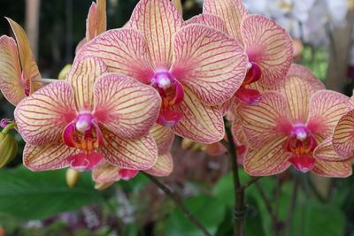 Close-up of flowers