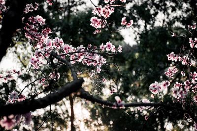 Low angle view of pink flowers blooming on tree