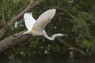 Close-up of bird flying over lake