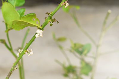 Close-up of raindrops on plant