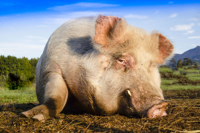 Close-up of a pig resting on the field against sky 