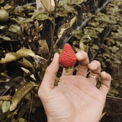 Midsection of person holding fruits