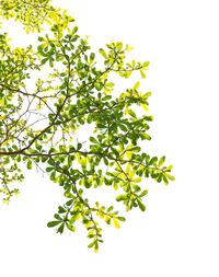 Close-up of plant against clear sky