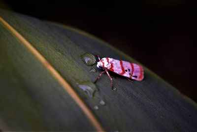 Close-up of moth insect on leaf