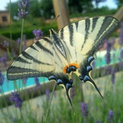 Close-up of butterfly perching on flower