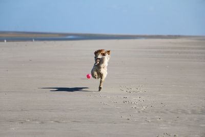 Dog on beach against sky