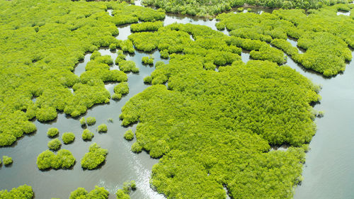 High angle view of trees and plants in park