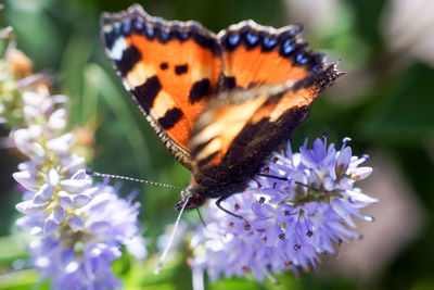 Close-up of butterfly pollinating on flower