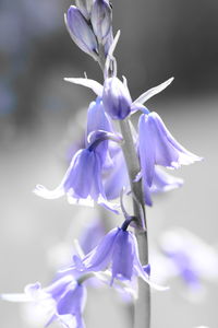 Close-up of purple flower blooming against blue sky