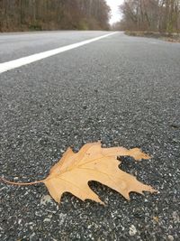 Close-up of autumn leaves on road