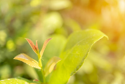 Close-up of maple leaves