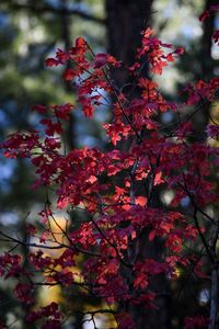 Low angle view of red flowering plant on tree