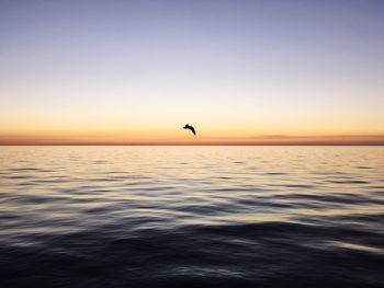 Silhouette bird flying over sea against clear sky