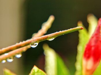 Close-up of water drops on plant