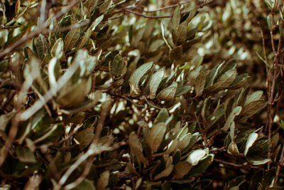 Full frame shot of plants on field