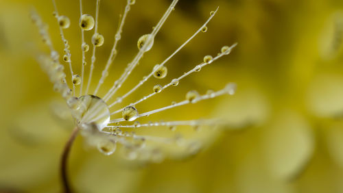 Close-up of wet spider web on plant