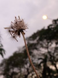 Close-up of thistle against sky