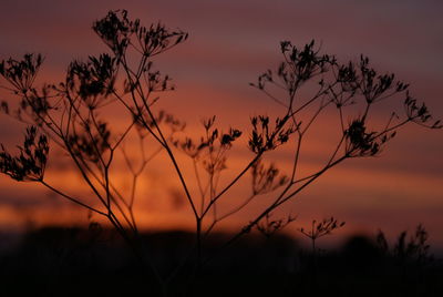 Silhouette plants against sky during sunset