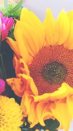 Close-up of sunflowers blooming outdoors