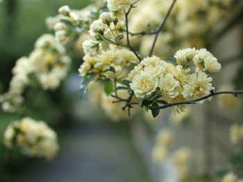 Close-up of white flowering plant