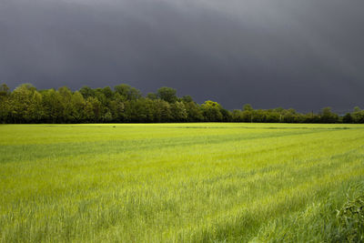 Scenic view of grassy field against sky