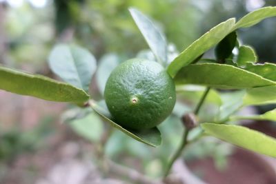 Close-up of fruit on plant