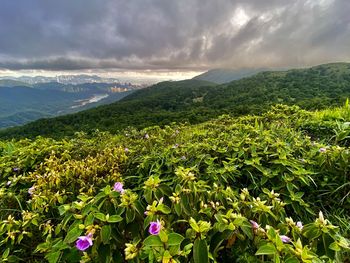 Scenic view of flowering plants on land against sky
