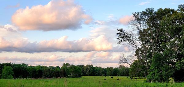 Panoramic shot of trees on field against sky