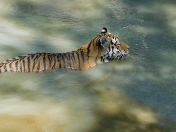 High angle view of cat swimming in lake